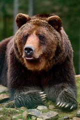 Brown bear is a wild and dangerous animal, resting after a walk.