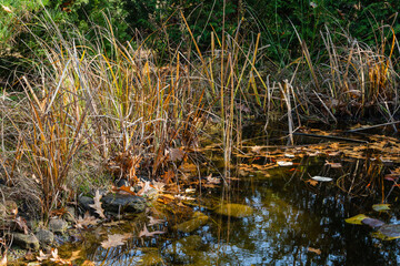 Magic pond is strewn with golden oak leaves. Evergreen and aquatic plants grow on shore. Reflection of aquatic plants and blue sky in water. Golden autumn in Landscaped garden. Relaxation atmosphere.