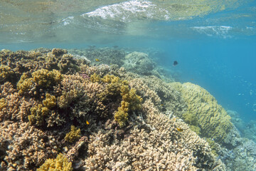 Naklejka na ściany i meble Amazing coral reef. Underwater landscape