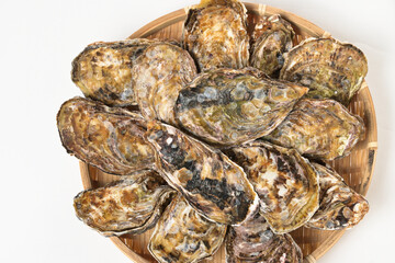 産地直送の獲れたての生ガキ　冬の高級食材の牡蠣