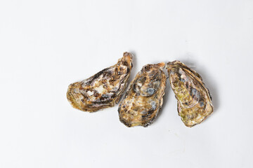 産地直送の獲れたての生ガキ　冬の高級食材の牡蠣