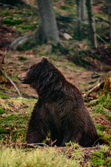 Fototapeta premium Portrait of a big brown bear in the woods on a walk, one bear on a forest background.