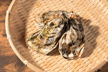 産地直送の獲れたての生ガキ　冬の高級食材の牡蠣