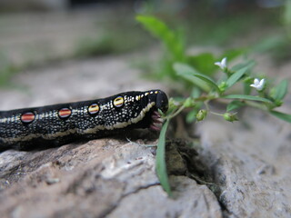 Moth larva climbing on top of a fallen leaf