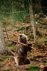 A playful large predator, a bear playing with a stick, a Ukrainian samurai in the woods.
