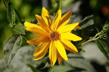 blühender Gelber Sonnenhut, Blumen, Deutschland