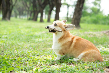 Naklejka na ściany i meble Corgi dog playing with wood on the nature background in summer sunny day