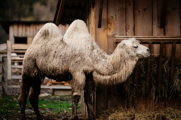 Egyptian camels on the territory of Ukraine and in zoos.