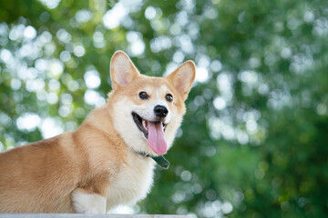 Corgi dog with the bokeh tree background in summer sunny day