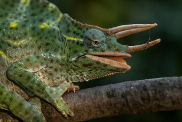 Usambara Three-horned Chameleon - Trioceros deremensis, beautiful special lizard from African bushes and forests, Tanzania. - Powered by Adobe