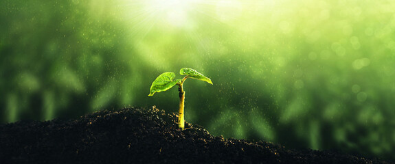 Young green plant growing at sunlight. Environment, save clean planet, ecology concept.World Earth...