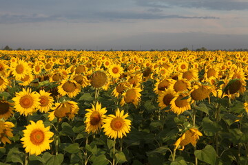 Fototapeta premium field of sunflowers in the summer