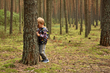 a child in a coniferous forest, a pine forest, a child among tree trunks in the forest