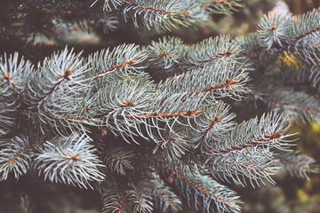 coniferous tree branch close up