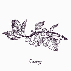 Cherry branch with fruits and leaves, simple doodle drawing with inscription, gravure style
