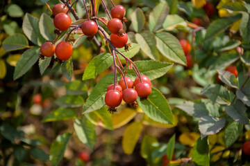 cranberries closeup, wild berries closeup