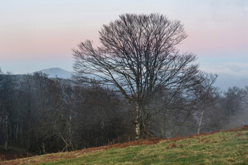 Bare tree at sunset