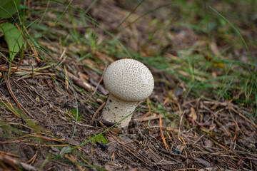 mushroom raincoat in the grass close-up, mushroom close-up in the forest