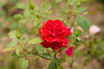 Red rose on a bush in the garden. Natural background