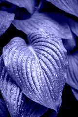 Afwasbaar Fotobehang Pantone 2022 very peri Close-up mooie frisse paarse achtergrond met bladeren en druppels water. Plant met een druppel van de regen, zachte focus. Abstracte mooie achtergrond voor tekst of reclame.