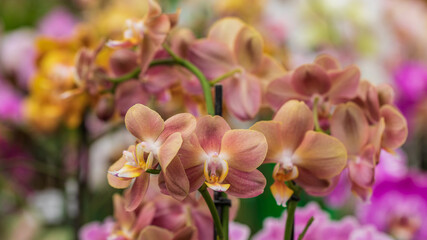 Brown colored orchids