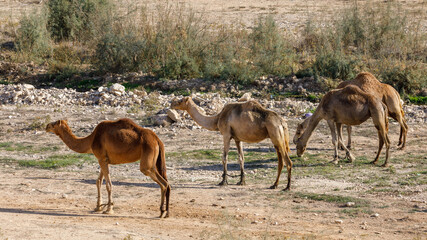 Flock of four camels marching in unfolded formation