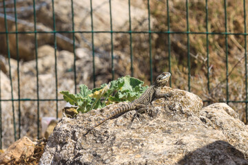 Stellio lizard on stone