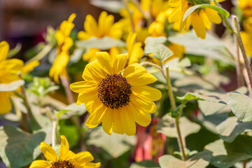 The annual sunflower