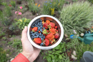 Strawberries and honeysuckle berries in an iron bowl in hand. Summer harvest season.
