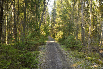 path in a pine forest, a walk in the forest