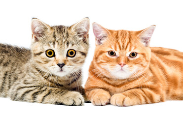 Two cute kittens Scottish Straight  lying together isolated on white background