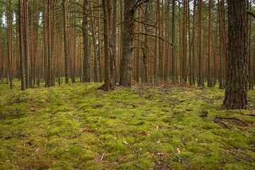 pine forest, walk in the forest, tree trunks