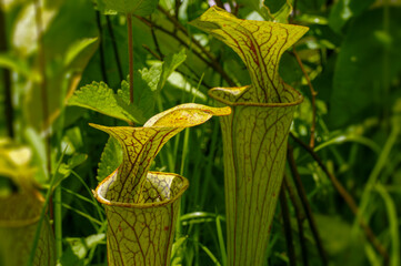 The green pitcher plant (Sarracenia oreophila) in natural habitat in Alabama, USA
