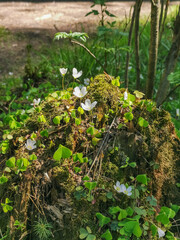 tree stump overgrown with flowers in the forest in spring, white spring flowers on the tree stump