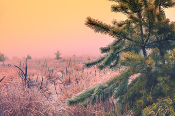 Naklejka premium Young pine tree on the field with icy grass after freezing rain in the morning in winter. Nature background