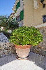 Large pot with green plant to decorate the facade of the house
