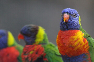 Perroquets colorés en Guadeloupe (loriinae)