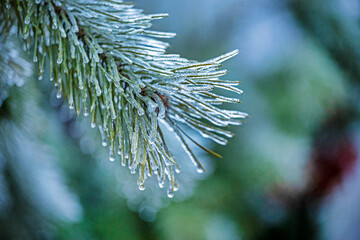 blurry fluffy branch of christmas tree close up with ice droplets on pins and needles, horizontal