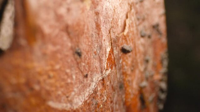 forest and vegetation, tree macro