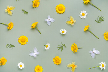 Summer spring background. Flowers chamomile and butterfly on green