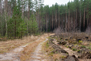 Photo of a sandy road in a forest with green trees outside the city. Nature concept