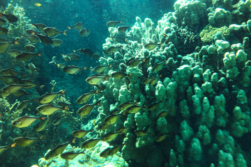 school of fish in the red Sea. Underwater world in Egypt