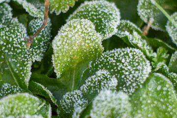 Close-up of ice and frost on grass and leaves plant,shot of green grass with Icy,Natural background with hoarfrost on the grass,winter morning in Italy.