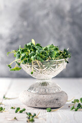Young sprout microgreen on rustic background