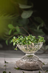 Young sprout microgreen on rustic background