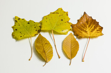 tree leaves with autumn colors