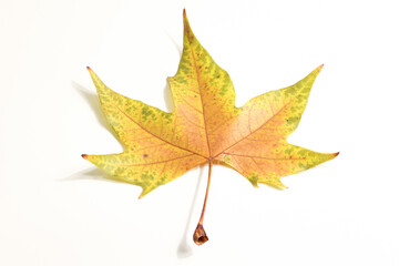 tree leaves with autumn colors