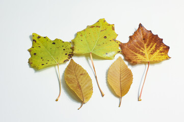 tree leaves with autumn colors