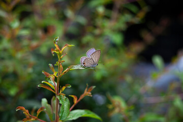 Butterfly Perched On a Tree