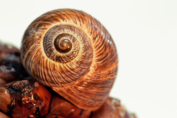Selective focus of snail shell on isolated white background. Fractal center of brown snail shell on...